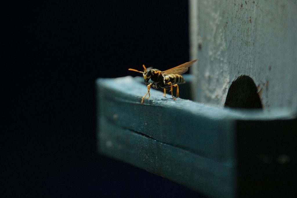 nid de guepes locataire ou proprietaire