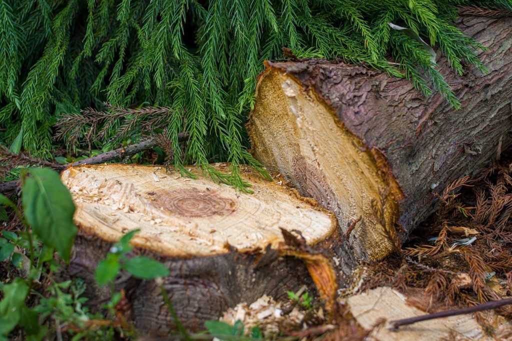 quelles autorisations pour abattre un arbre